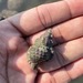 ウネボラ