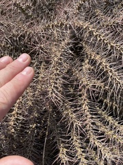 Euphorbia turkanensis