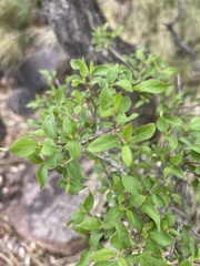 Psilotrichum scleranthum