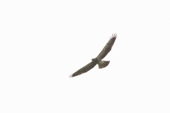 Geranoaetus albicaudatus