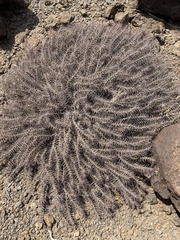 Euphorbia turkanensis