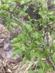 Psilotrichum scleranthum