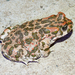 Green Toad - Photo (c) Kseniia Marianna Prondzynska, some rights reserved (CC BY), uploaded by Kseniia Marianna Prondzynska
