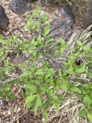 Psilotrichum scleranthum