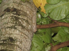 Gekko gecko