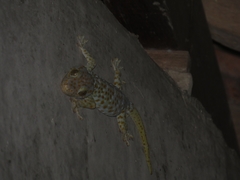 Gekko gecko