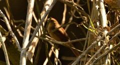 Certhiaxis cinnamomeus