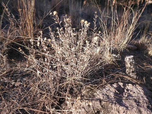 Image of Heterotheca zionensis by no rights reserved