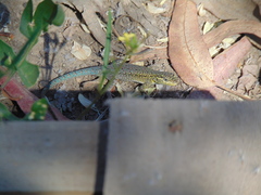 Liolaemus tenuis