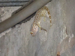 Gekko gecko