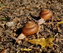 Quantula
