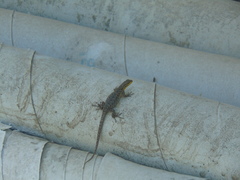 Liolaemus tenuis