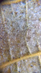 Phyllactinia guttata