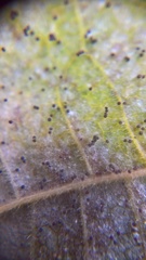 Phyllactinia guttata