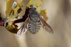 Conophorus nigripennis