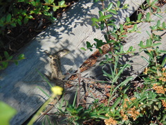 Liolaemus chiliensis