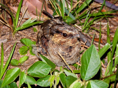 Hydropsalis torquata
