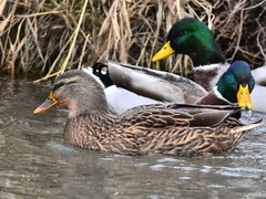 Anas platyrhynchos