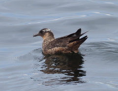 Stercorarius chilensis