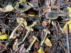 Leprocybe