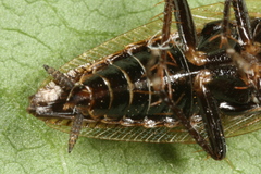 Ectobius erythronotus