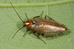 Ectobius erythronotus