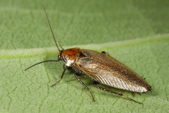 Ectobius erythronotus
