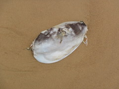 Sphoeroides pachygaster