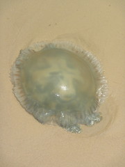 Catostylus tagi