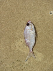 Pagellus bellottii
