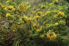 Senna auriculata