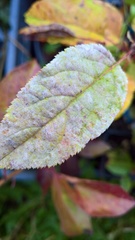 Podosphaera leucotricha