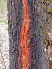 Trentepohlia umbrina