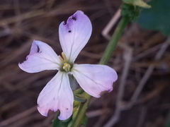Raphanus sativus