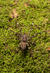 Africactenus