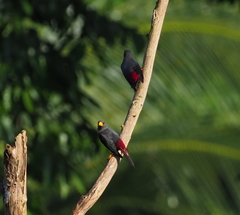 Scissirostrum dubium