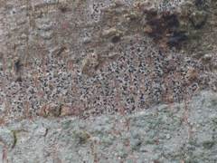 Pseudoschismatomma rufescens