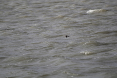 Calidris minuta