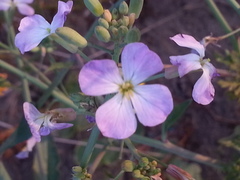 Raphanus sativus