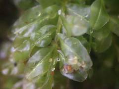 Plagiomnium undulatum