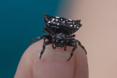 Thelacantha