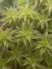 Syntrichia ruraliformis