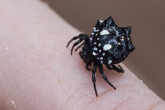Thelacantha