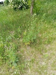 Artemisia vulgaris