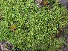 Tortella flavovirens