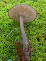 Clitocybe barbularum