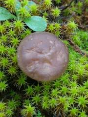 Clitocybe barbularum
