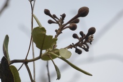 Colicodendron scabridum