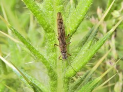 Zelandobius