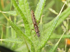 Zelandobius